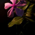 Slave Arush007 in India Dehra Dun