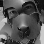 Slave YellowOmegaPup in Belgium Antwerpen